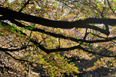 2011-cherrybrossam03 Ueno