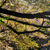 2011-cherrybrossam03 Ueno