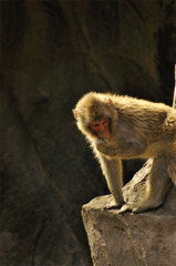 childMonkey_07