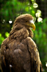 condor_01