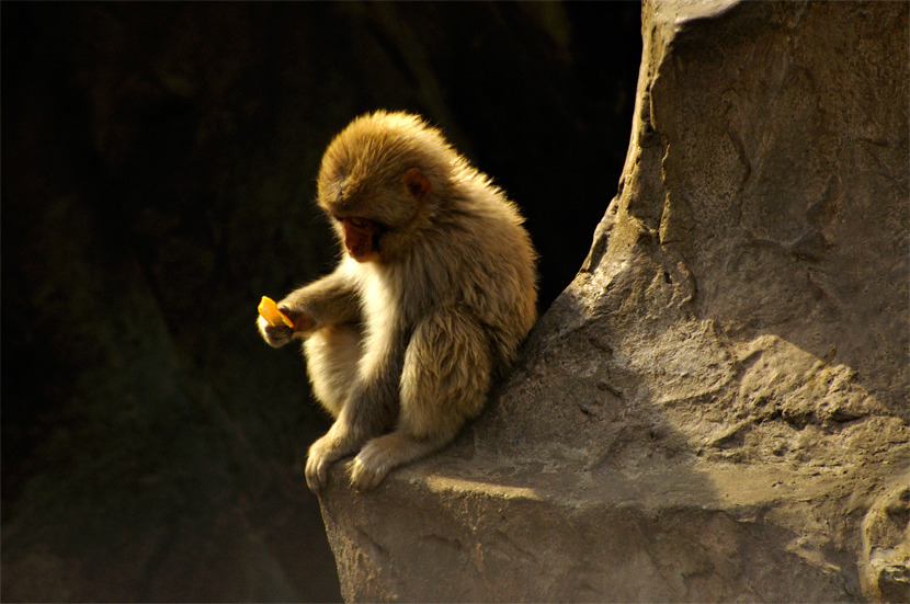 childMonkey_04