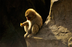 childMonkey_04