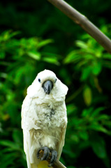 cockatoo_01