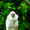 cockatoo_01