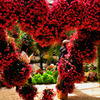 flower HEART