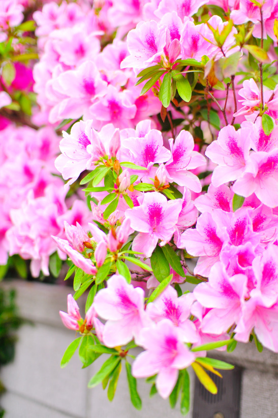 flower_01