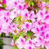 flower_01
