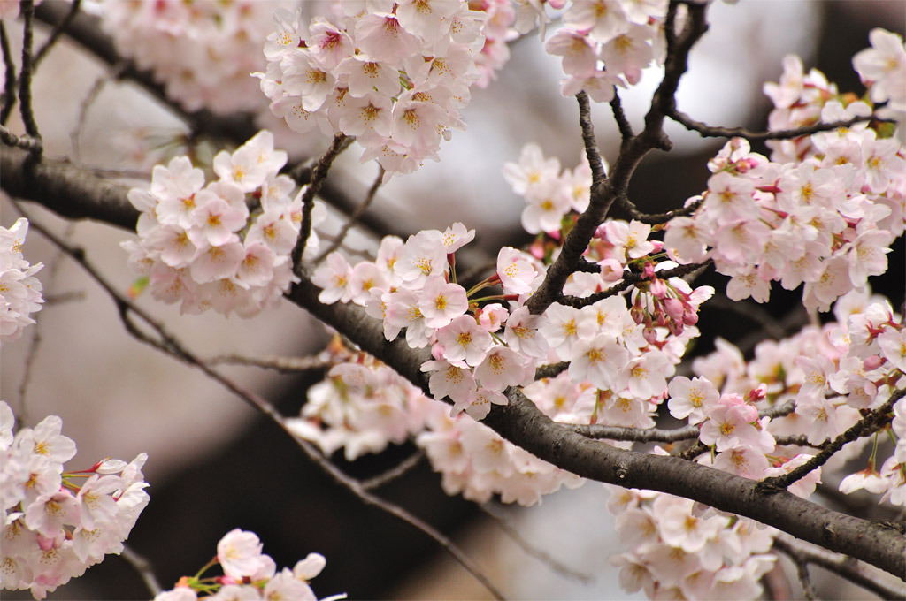Cherry Brosam 2010