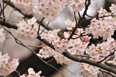 Cherry Brosam 2010