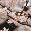 Cherry Brosam 2010