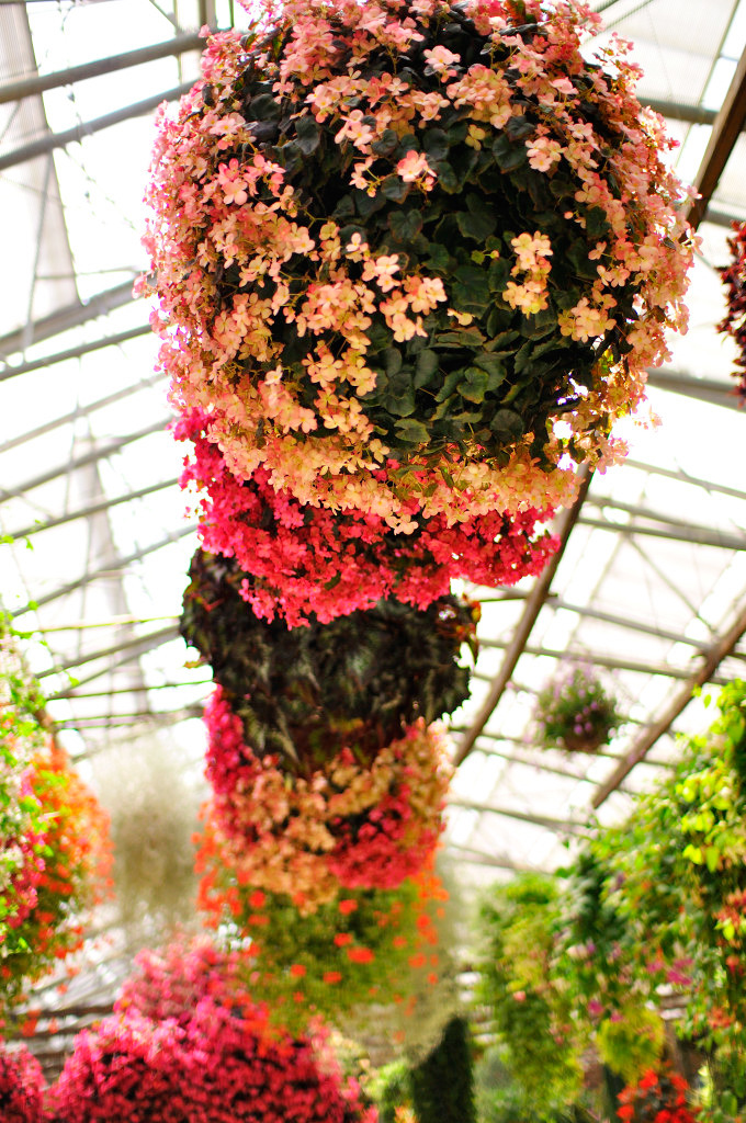 flowerBall 01