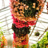 flowerBall 01