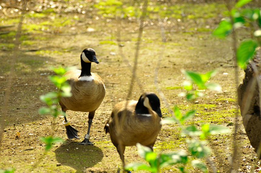 spotbillDuck_02