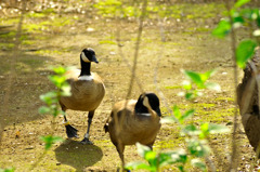 spotbillDuck_02
