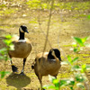 spotbillDuck_02