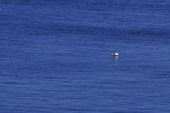 _DSC0071_01