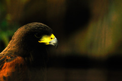 condor_03