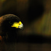 condor_03