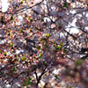 _DSC0615