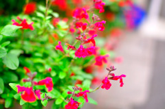 flower_02