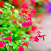 flower_02