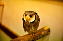 _DSC0956
