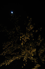 月夜桜