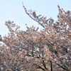 2011-cherrybrossam01 Ueno