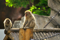 childMonkey_02