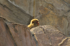 childMonkey_01