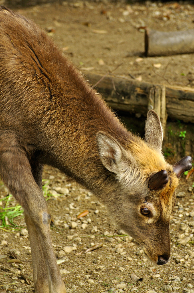 deer_02