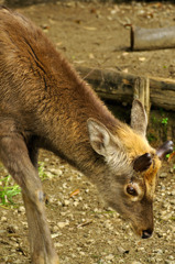deer_02