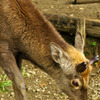 deer_02