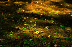 dandelion