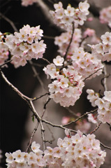 sakura 2010