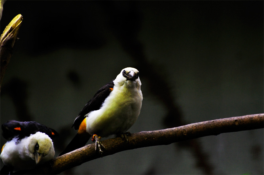 bird_01