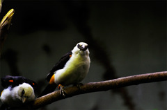 bird_01