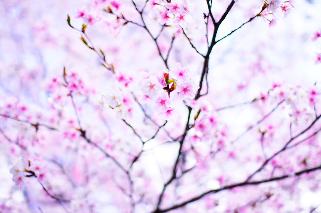 溶ける桜 01