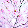 溶ける桜 01