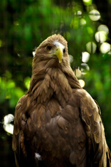 condor_02