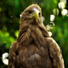 condor_02
