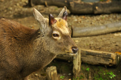 deer_01