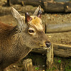 deer_01