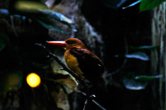 bird_02