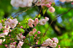2011-cherrybrossam04 Ueno