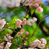 2011-cherrybrossam04 Ueno