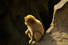 childMonkey_03