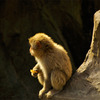 childMonkey_03