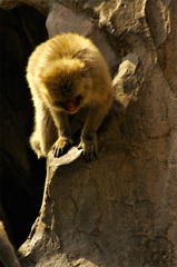 childMonke_05