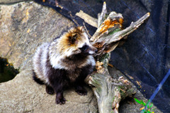 raccoon_dog